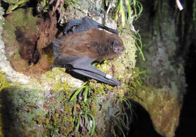 long tailed bat