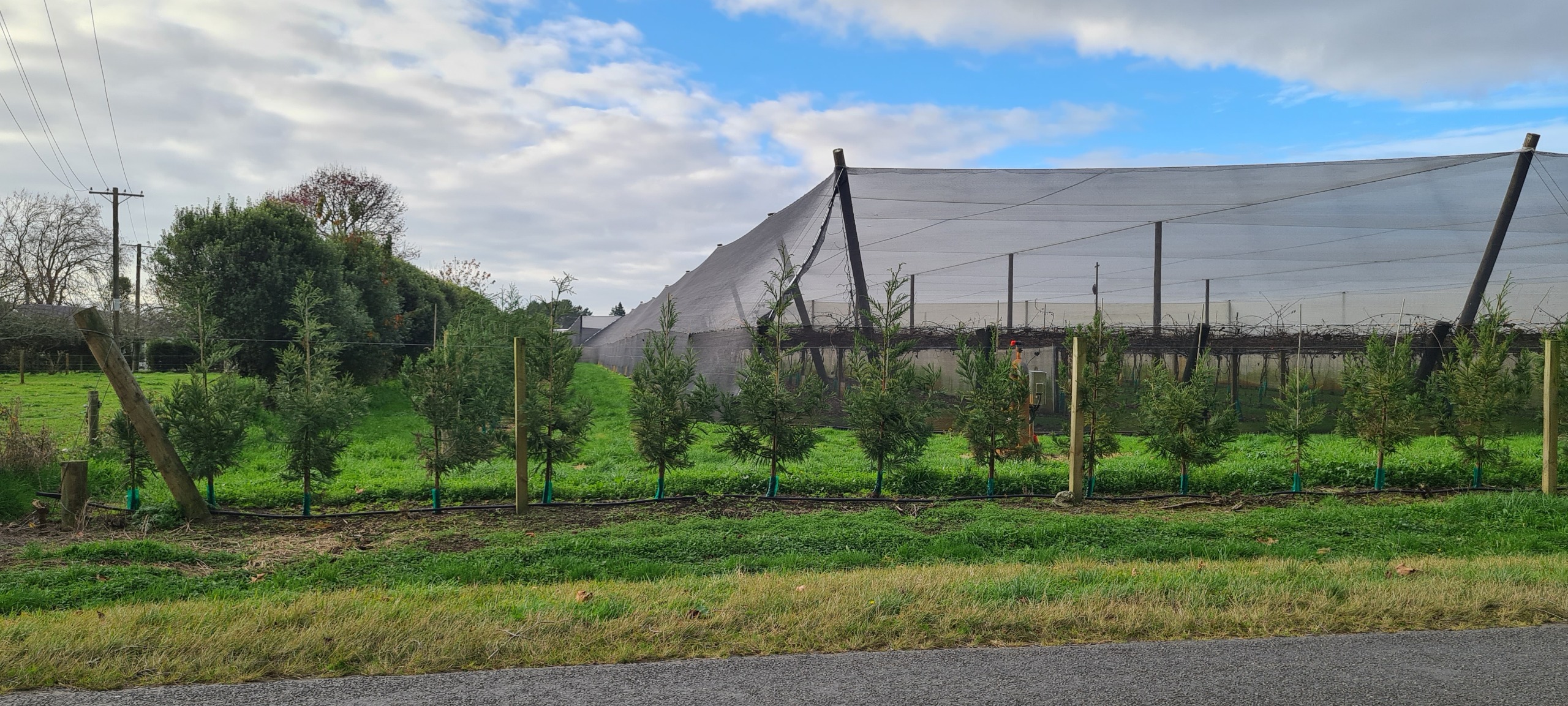 young planted shelterbelt with a artificial crop protection structure behind it protecting kiwi fruit plant 